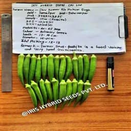 Iris Hybrid Vegetable Seeds F1 Hybrid Okra Seeds (Bhindi) Rasika, Very Prolific 2