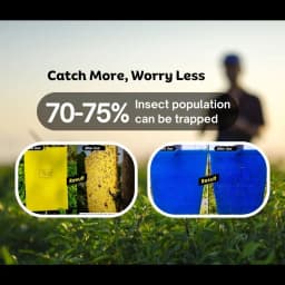 Chipku A5 Yellow & Blue Sticky Trap For Insects, For Garden & Agriculture To Control Whiteflies, Aphids, Thrips, Jassids 8