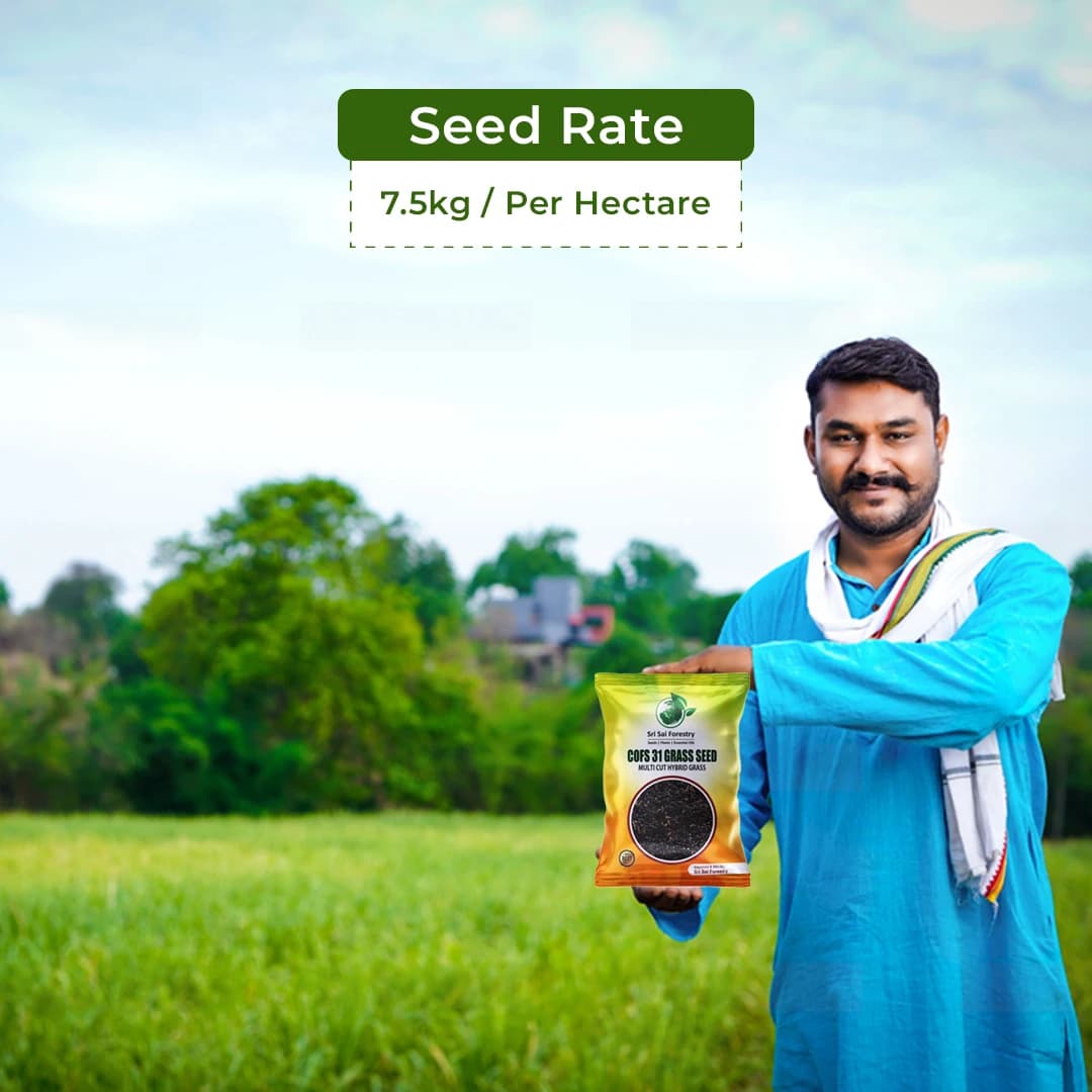 Sri Sai Forestry COFS 31 Grass Seeds For Goat And Cow, Multi Cut Fodder Seed - Image 5