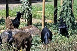 RK Seeds Grass seeds, Alfalfa seeds , Lucerne seeds, Medicago Sativa , Cattle grass seeds , Fodder, grass seeds, Kuthirai masal grass seeds 3