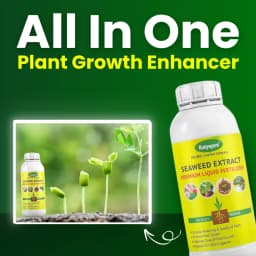 Premium Seaweed Extract Liquid for Plants Vegetables Flowers Fruits Promotes Plant Growth, Flowering, Fruiting - Keeps Plant Healthy and Greenish 6