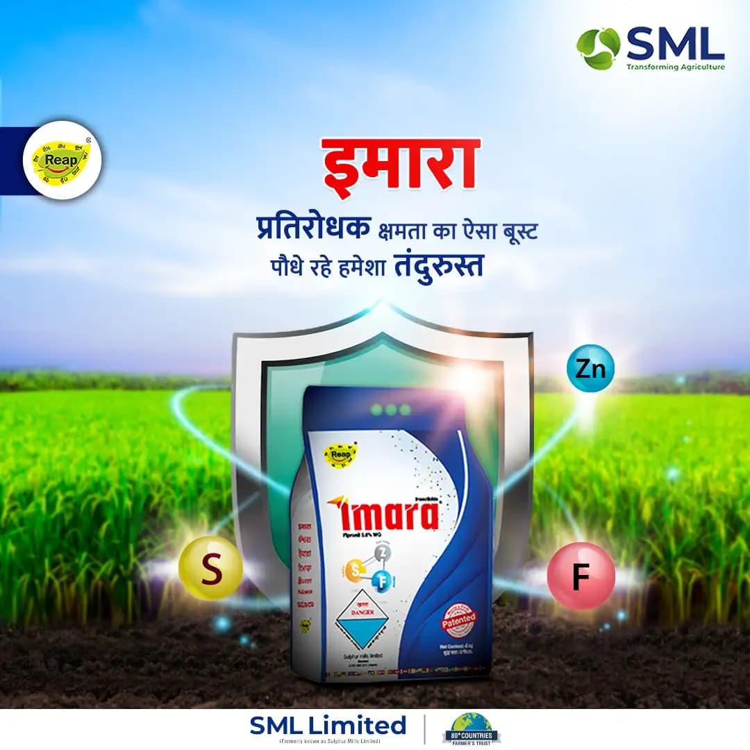 SML Imara Fipronil 0.6% + Sulphur 70% + Zinc 13% WG Systemic and Contact Insecticide - Image 7