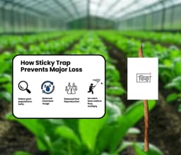 Chipku A5 White Sticky Trap For Insects, Useful for Farming Outdoor and Gardening (Size 150 MM x 200 MM) 10