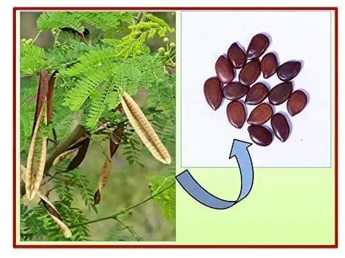 RK Seeds Subabul Tree Seeds , Subabul Fodder cattle Seed , Subabul , Safed Babool , Soundal , Fodder Seeds , Leucaena Leucocephala,River tamarind