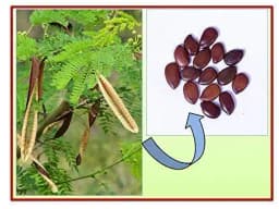 RK Seeds Subabul Tree Seeds , Subabul Fodder cattle Seed , Subabul , Safed Babool , Soundal , Fodder Seeds , Leucaena Leucocephala,River tamarind 1