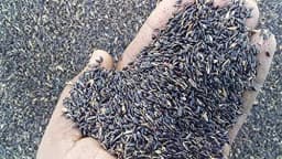 Sri Sai Forestry CSV-33 MF Anant Fodder Grass Seeds, High Yield Multi Cut Grass Seed 3