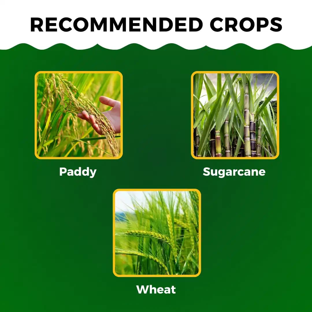 Katyayani Fantasy G.R. Fipronil 0.3% GR Insecticide, Advanced For Effective Pest Control and Crop Protection - Image 4