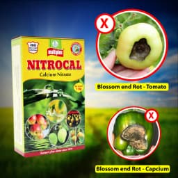 Multiplex Nitrocal Calcium Nitrate Fertilizer, 100% Water Soluble, Better Fruit Quality And Crop Health 3