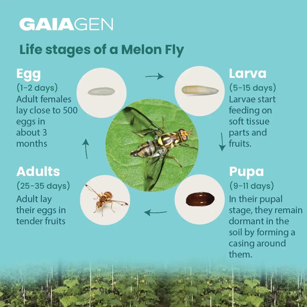 Gaiagen Pheromone Lure For Melon Fly (Bactrocera Cucurbitae) And Insect Fly Trap, IMO Certified. - Image 5
