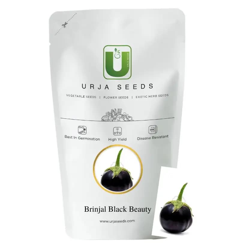 Urja Brinjal Black Beauty, Brinjal Seeds, Early Maturity Variety And Smooth Tender Fruits