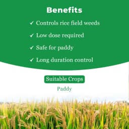 UPL Saathi Pyrazosulfuron Ethyl 10% WP Herbicide, Pre Emergence Systemic Weedicide Used in Paddy Crop to Control Grasses and Broad Leaf Weeds 4
