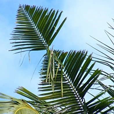 HEDO Rhinoceros Beetle Bucket Trap With Pheromone Lure, Effective Control Rhinoceros Beetle For Coconut, Date Palm, Oil Palm, Arecanut Palm - Image 8