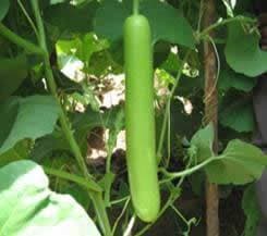 Urja Bottle Gourd Seeds F1 Hybrid US - 345 (Gutka Type), Light Green Colored, Medium Maturity - Image 1