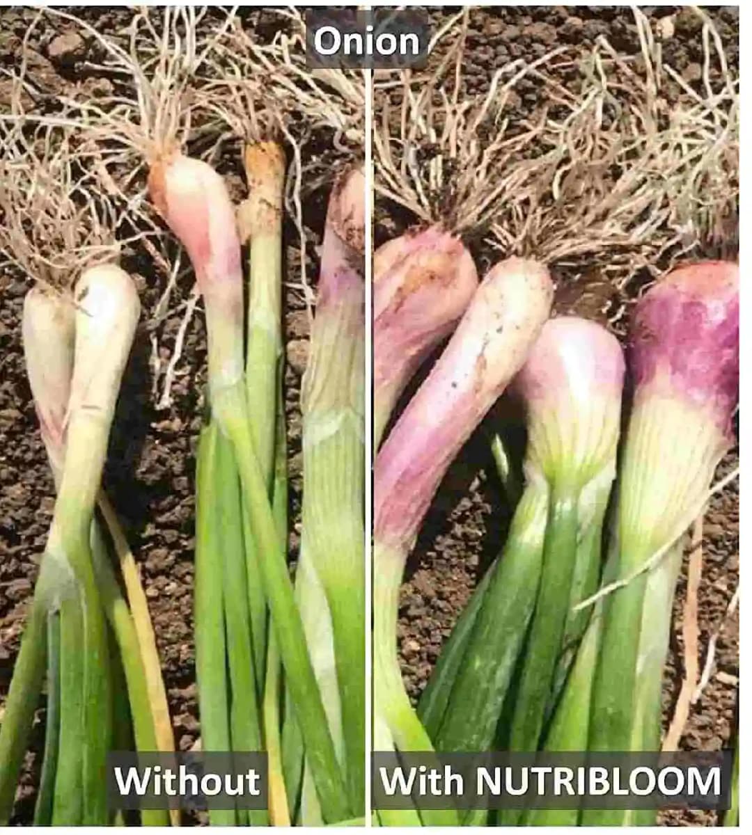 न्यूट्रीब्लूम जैविक लिक्विड ह्यूमिक और फुल्विक एसिड, यूएसए प्लांट उत्पाद, सर्वोत्तम पौधों के उत्तेजक