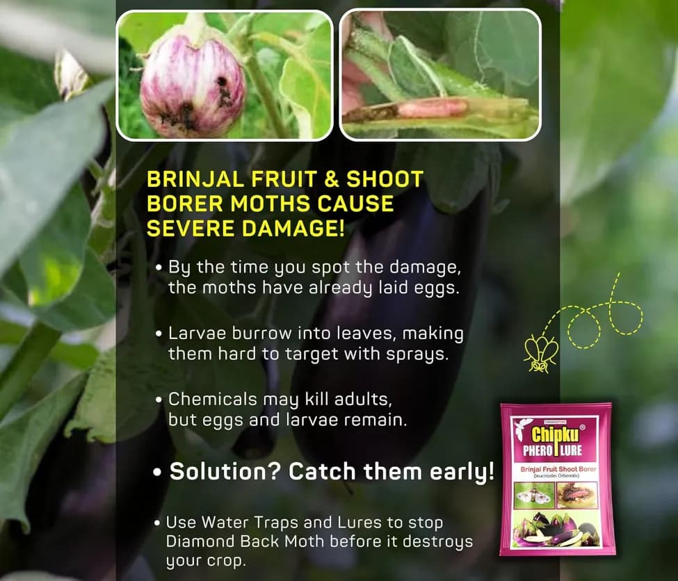 Chipku Pheromone Water Trap With Leucinodes Orbonalis Lure To Catch Brinjal Fruit Shoot Borer Insect, Moth. Useful in Brinjal & Egg Plant - Image 8