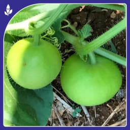 Sagar Naresh F1 Hybrid Tinda Seeds, High Yield, Early Maturity, Light Green Hairy Fruits 4