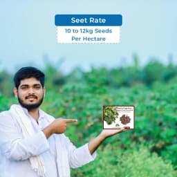 थेसेप्सिया पॉपुल्नेआ (पोवरासन पेड़) वृक्ष के बीज, सेब के आकार का फल, थेसेप्सिया के पेड़ से फल। 5