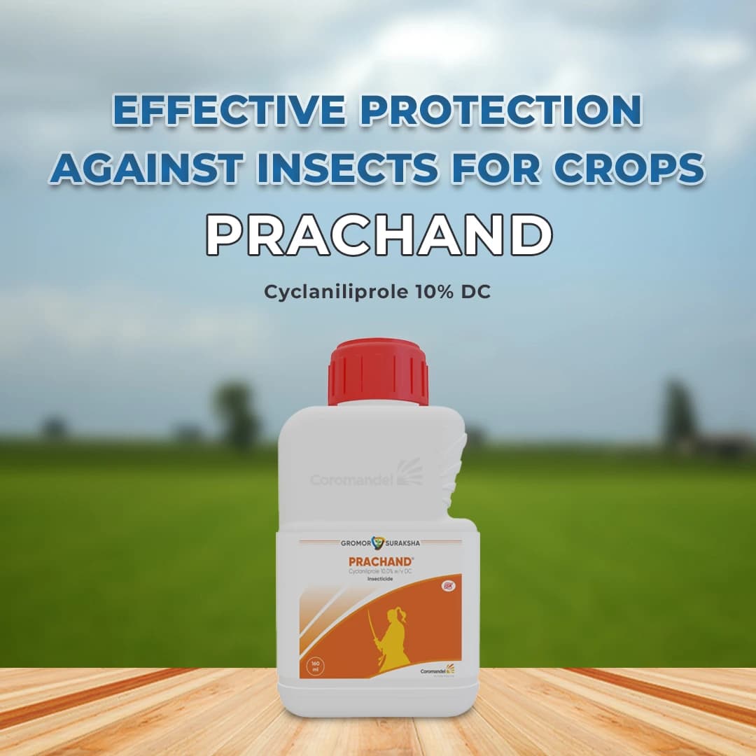 Coromandel Prachand Cyclaniliprole 10% DC Insecticide, Paddy Stemborer & Leaf Folder Control - Image 2