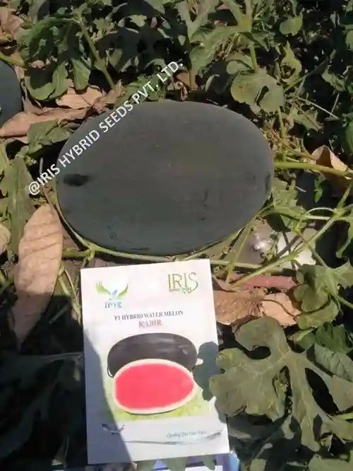 Iris Kabir Watermelon Seeds - (Tarbuj Seeds) Ice Box Segment, Vigorous, Thick Rind, Deep Red Flesh