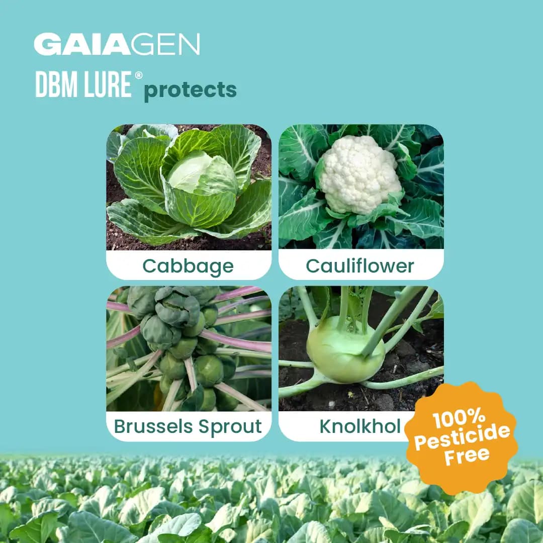 Gaiagen DBM Lure and Traps Pheromone Lure for Diamondback Moth (Plutella xylostella) & Insect Water Trap (Wota-T) - Image 3