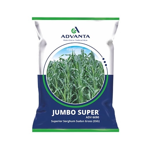 Advanta Jumbo Super ADV 6690 Superior Sorghum Sudan Grass (SSG) Multicut Fooder
