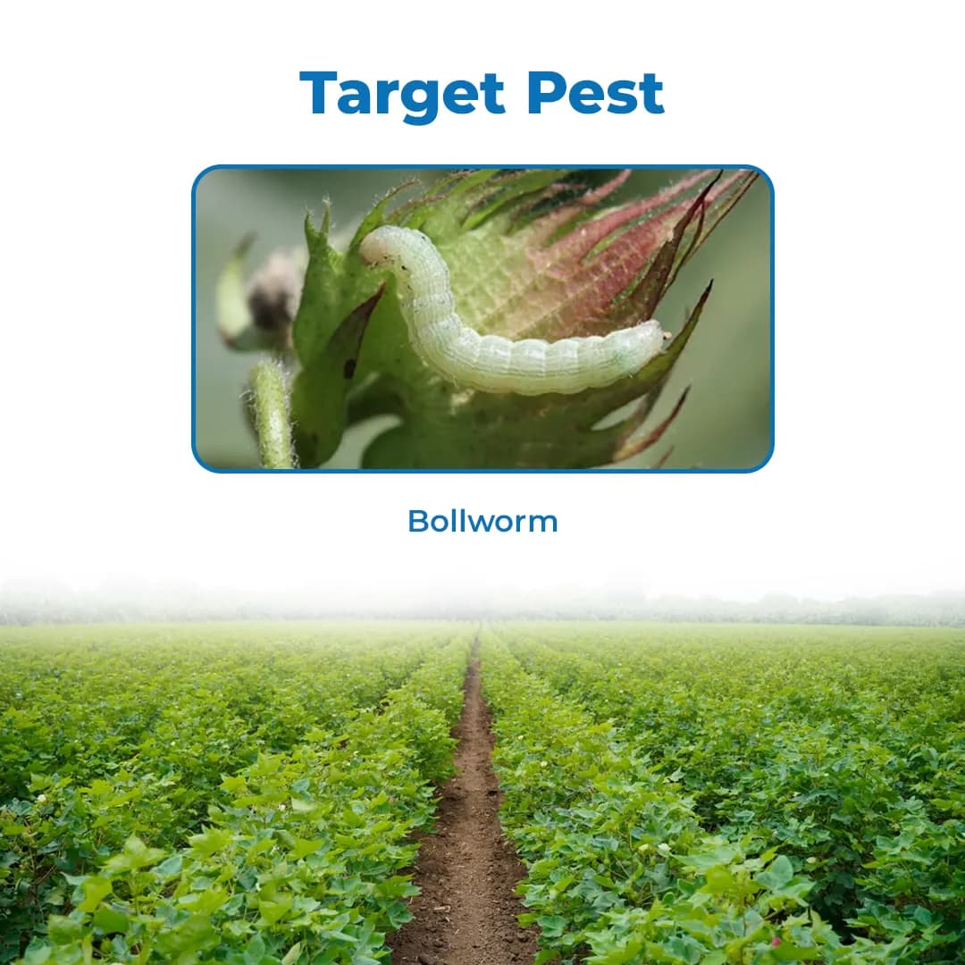 PI Roket Profenofos 40% + Cypermethrin 4% EC, Broad-Spectrum Insecticide Combination. - Image 3