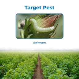 PI Roket Profenofos 40% + Cypermethrin 4% EC, Broad-Spectrum Insecticide Combination. 3
