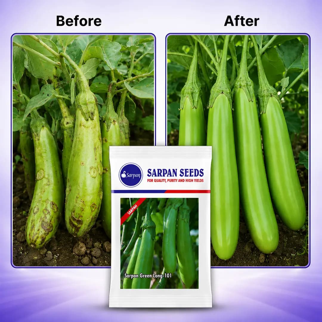 Sarpan Green Long-101 Brinjal Seeds - (Eggplant Seeds) Green Long Fruit, Excellent Germination - Image 3