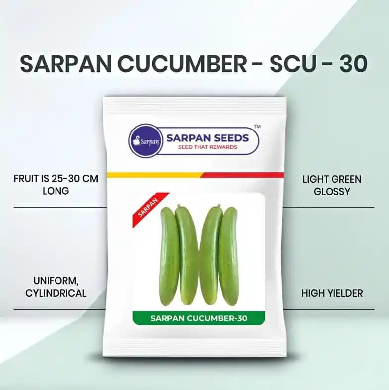 Sarpan F1 Hybrid Cucumber Seeds SCU-30, Uniform, Cylindrical Fruits, Light Green Colour. - Image 1