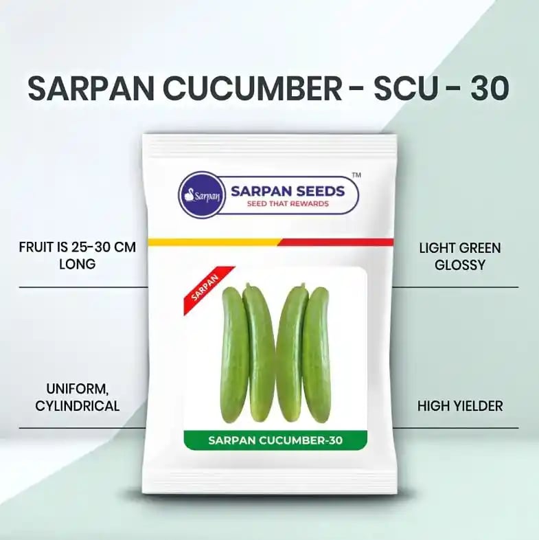 Sarpan F1 Hybrid Cucumber Seeds SCU-30, Uniform, Cylindrical Fruits, Light Green Colour.