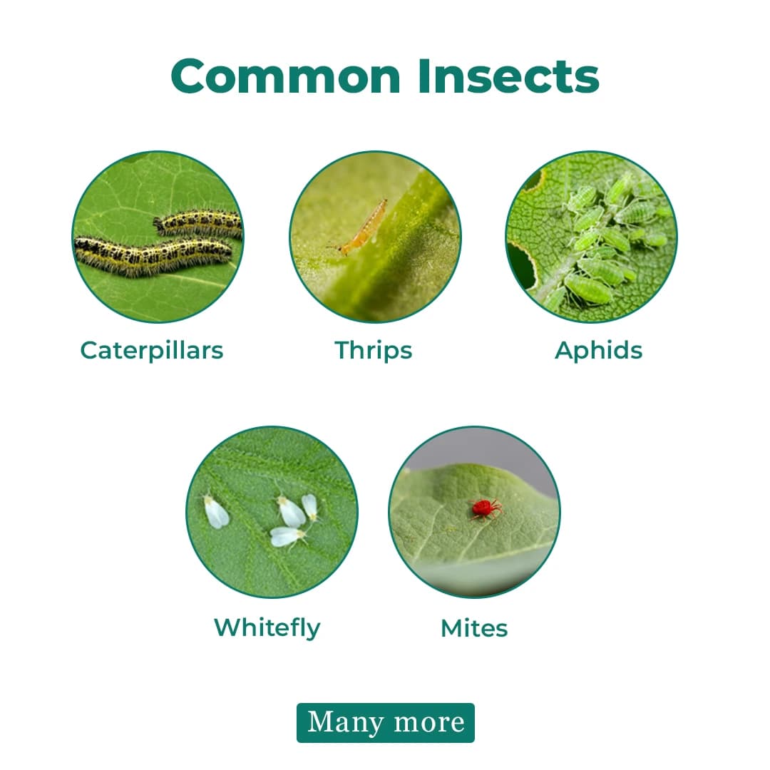 Agriventure Ethiccyper Insecticide - Image 3
