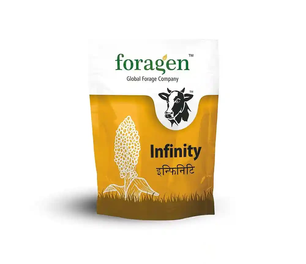 Foragen Natural Infinity, Multi-Cut Sudan Sorghum Good Tillers, Thin Stems with Narrow Leaves