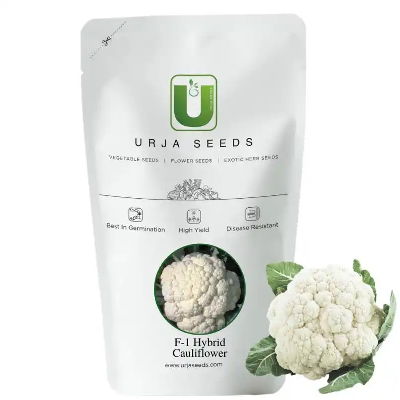 Urja Jyotika F1 Hybrid Cauliflower Seeds, Best Quality Seeds