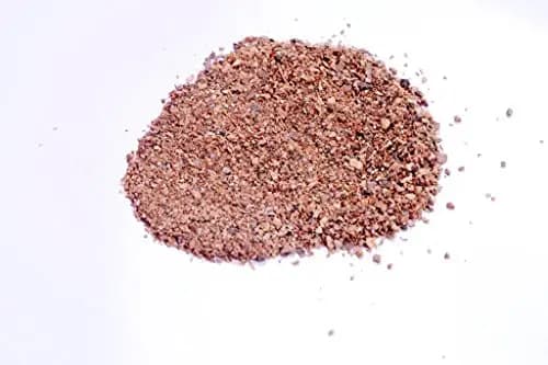 आरके सीड्स - अंजीर वृक्ष बीज, फिकस रिलीगियोसा, पीपल वृक्ष, बोधि वृक्ष, पिप्पल वृक्ष, पीपल के बीज, अश्वत्थ वृक्ष, पवित्र अंजीर - फिकस रिलीगियोसा बीज - Image 2