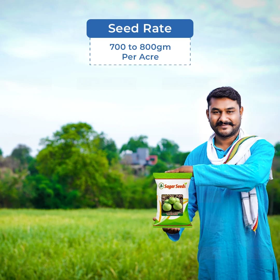 Sagar Naresh F1 Hybrid Tinda Seeds, High Yield, Early Maturity, Light Green Hairy Fruits - Image 5
