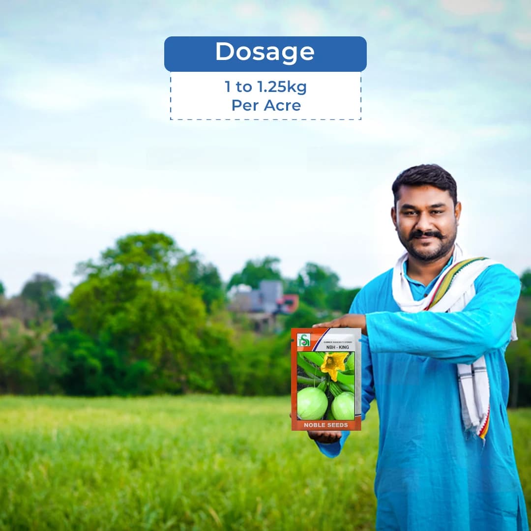 Noble NBH-King F1 Hybrid Summer Squash Seeds, High-Yield, Early Maturing, Light Green - Image 5