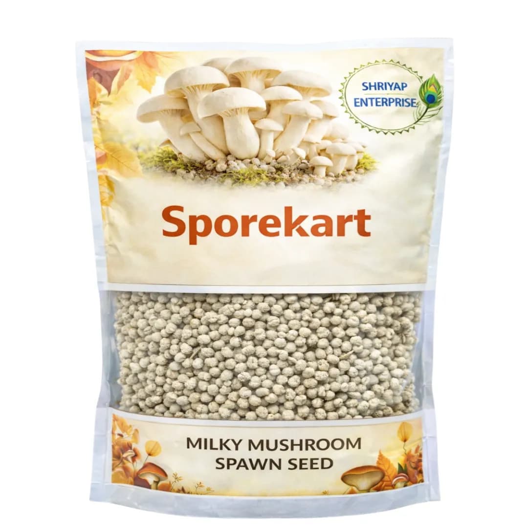 Shitake Mushroom Spawn Seed. Compounds in shiitake may help fight cancer, boost immunity, and support heart health. - Image 1