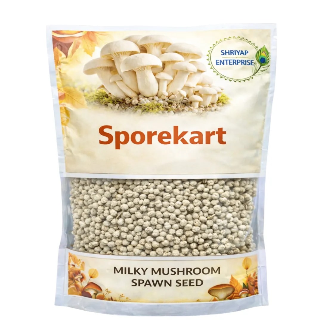 Shitake Mushroom Spawn Seed. Compounds in shiitake may help fight cancer, boost immunity, and support heart health.