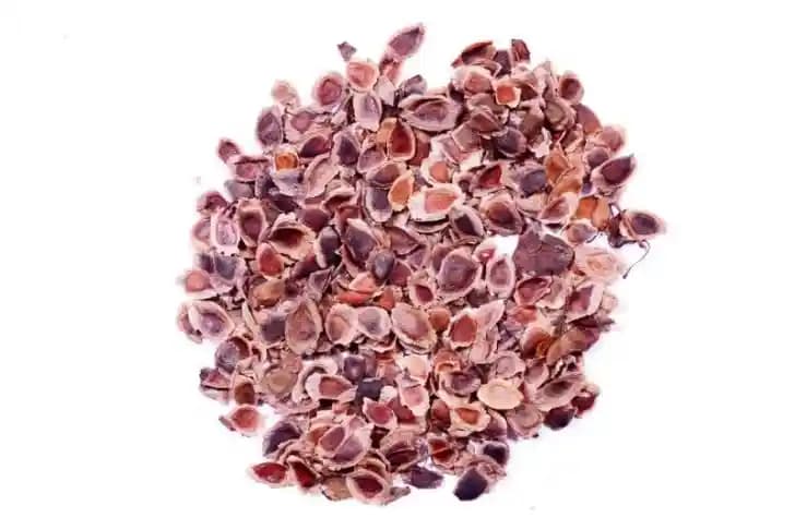 RK Seeds - Grewia Robusta, Southern Silky oak, Silver oak , Australian Silver Oak Ornamental Tree Seeds,Silver Oak Ornamental Seeds for planting