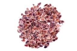 RK Seeds - Grewia Robusta, Southern Silky oak, Silver oak , Australian Silver Oak Ornamental Tree Seeds,Silver Oak Ornamental Seeds for planting 1