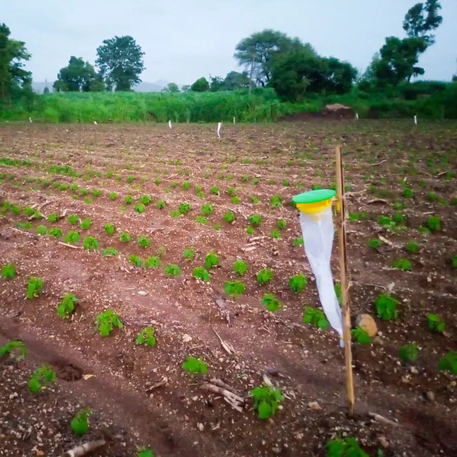 Funnel Trap with Spodo O Lure (Spodoptera Litura Pheromone) For Tobacco, Cotton, Red gram, Tomato and Chilli. - Image 3