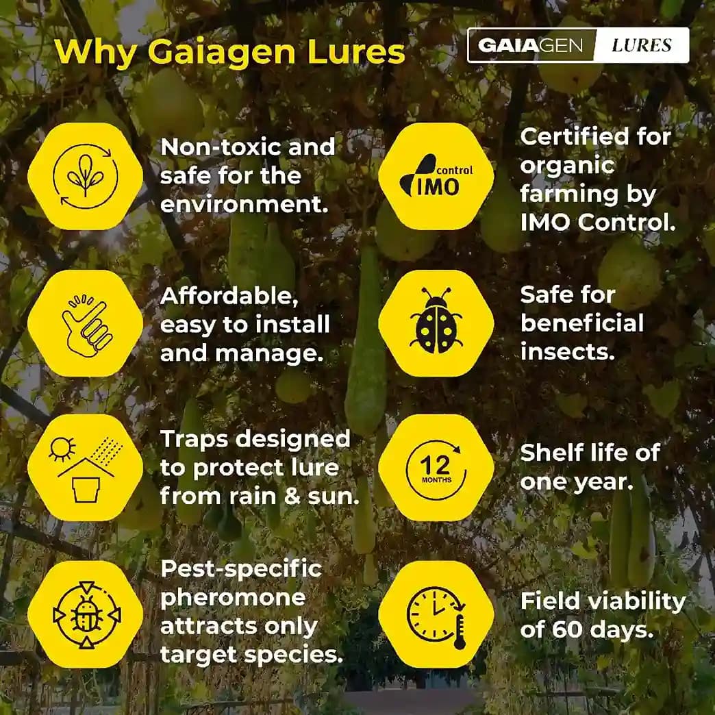 Gaiagen Pheromone Lure For Melon Fly (Bactrocera Cucurbitae) And Insect Fly Trap, IMO Certified. - Image 4