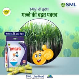 SML Imara Fipronil 0.6% + Sulphur 70% + Zinc 13% WG Systemic and Contact Insecticide 10