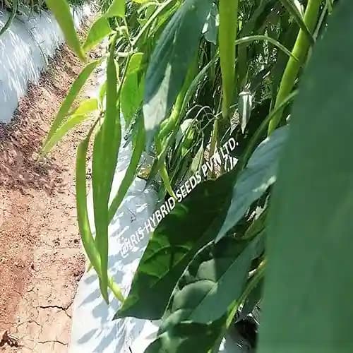 Iris Hybrid Vegetable Seeds F1 Hot Pepper (Chilli) HP-175, Mirchi Ke Beej, Suitable for Fresh and Drying Purpose - Image 3