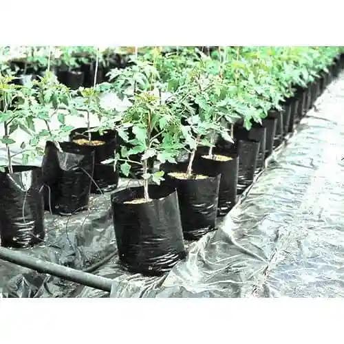 Siddhi Plant Nursery Bags, Grow Bag, 100% UV Protected, Long life durability - Image 7