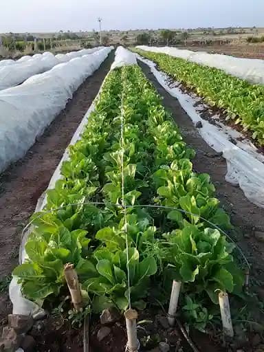 Siddhi Crop Cover Stick - 6 Feet x 5 mm - Image 4