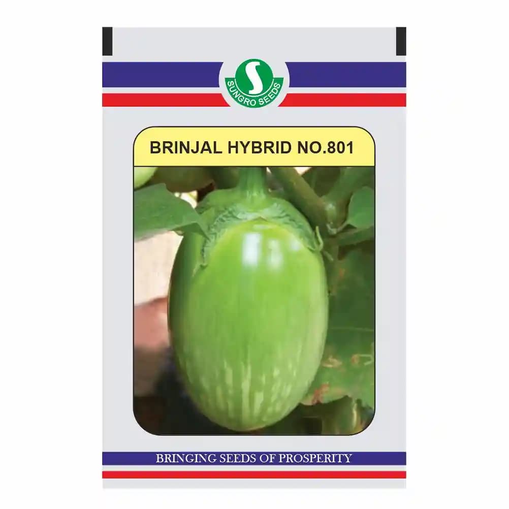 Sungro Brinjal Hybrid No.801 , Green And Blotches Color Brinjal Seed, Oblong Shape - Image 1