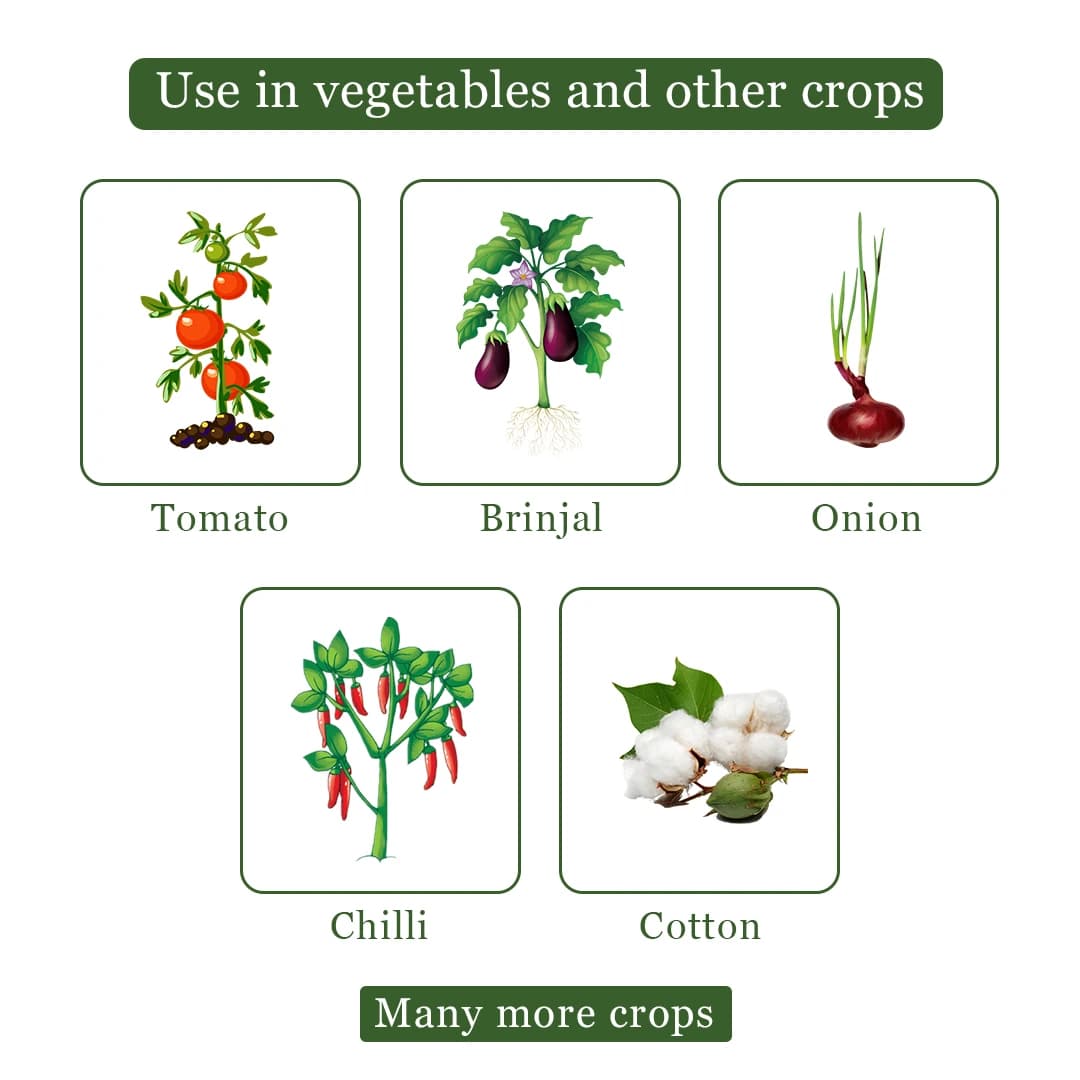 BACF Epee Emamectin Benzoate 1.5% + Fipronil 3.5% SC, Systemic and Contact Insecticides, Used For Chilli, Cotton, Cumin, Onion, Garlic, Vegetables. - Image 4
