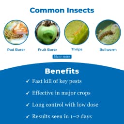 एफएमसी केमडूट एम्मेक्टिन बेंजोएट 5% एसजी कीटनाशक, पत्तियों के निचले हिस्से में मौजूद इल्ली को नियंत्रित करता है 3