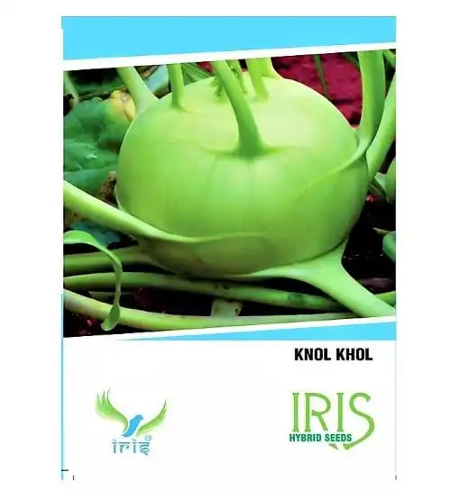 Iris Hybrid Knol Khol, Kholrabi, Ganth Gobhi, Green Color, Vegetable Seeds For Balcony or Terrace (15 Seeds)
